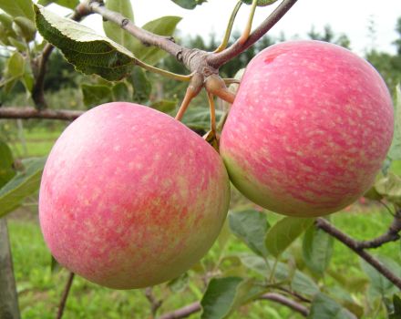 Opis i karakteristike plodova sorte Jabuka, slijetanje, značajke uzgoja i njege