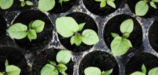 When to plant eggplants for seedlings, timing and home care