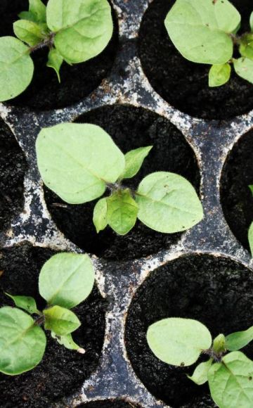 När ska man plantera aubergine för plantor, timing och hemvård