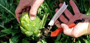 Hur man odlar en kronärtskocka i det öppna fältet i landet från frön, hemvård