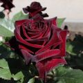 Χαρακτηριστικά και περιγραφή του υβριδικού τριαντάφυλλου Black Baccarat, φύτευσης και φροντίδας