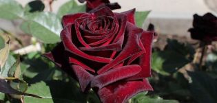 Hibridinės rožės „Black Baccarat“ charakteristikos ir aprašymas, sodinimas ir priežiūra