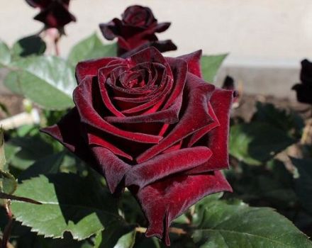 Mga katangian at paglalarawan ng Black Baccarat hybrid rosas, pagtatanim at pangangalaga