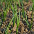 Planting, growing and caring for onion sets in the open field, its diseases and combating them