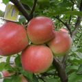 „Graf Ezzo“ obelų aprašymas ir savybės, privalumai ir trūkumai, derlius