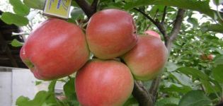 „Graf Ezzo“ obelų aprašymas ir savybės, privalumai ir trūkumai, derlius