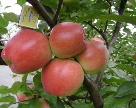 Graf Ezzon omenapuun kuvaus ja ominaisuudet, edut ja haitat, sato