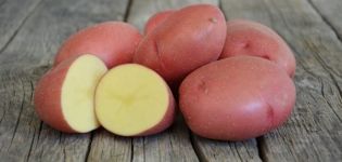 Beschreibung der Kartoffelsorte Rodrigo, ihrer Eigenschaften und Empfehlungen für den Anbau