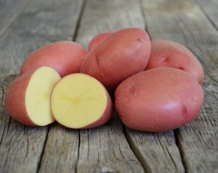 Opis odrody zemiakov Rodrigo, jej vlastnosti a odporúčania pre pestovanie