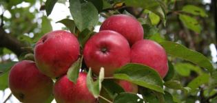 Description and characteristics of the Veteran apple variety, planting, growing and care