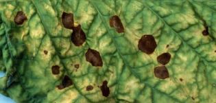 Cómo tratar las manchas marrones en las hojas de pepino, medidas de control.