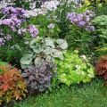 15 nejlepších rostlin milujících stín pro zahradu kvetoucí celé léto