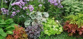 15 najlepszych roślin kochających cień do kwitnienia ogrodu przez całe lato