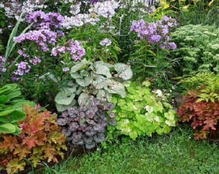 15 best shade-loving plants for the garden blooming all summer