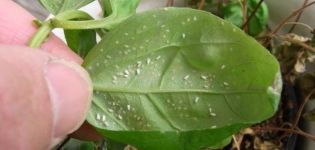 Treatment of a spider mite attack on balsam at home