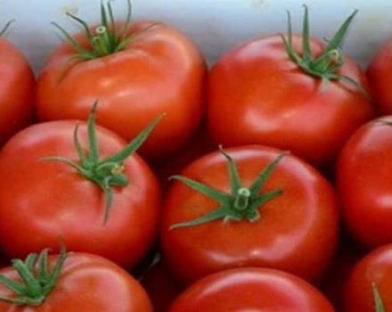 Mô tả về cà chua Apple Spas, đặc điểm, ưu điểm và nhược điểm của nó