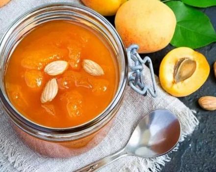 6 mga recipe ng hari para sa pitted aprikot na jam para sa taglamig