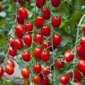 Wybór najsłodszych odmian pomidorów do uprawy na otwartym terenie i szklarniach