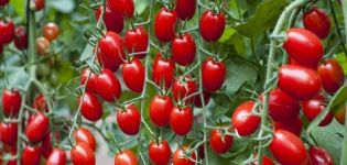 Udvælgelse af de søteste sorter af tomater til åben jord og drivhuse