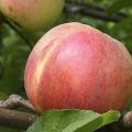 Charakterystyka i opis jabłoni Bolotovskoye, sadzenie, uprawa i pielęgnacja