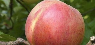 Characteristics and description of the Bolotovskoye apple tree, planting, growing and care