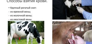 Sığırlardan kan almak için kurallar ve 3 teknik, hazırlık ve olası hatalar