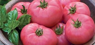 Tomaattilajikkeen ominaisuudet ja kuvaus Vaaleanpunainen ihme, sen sato