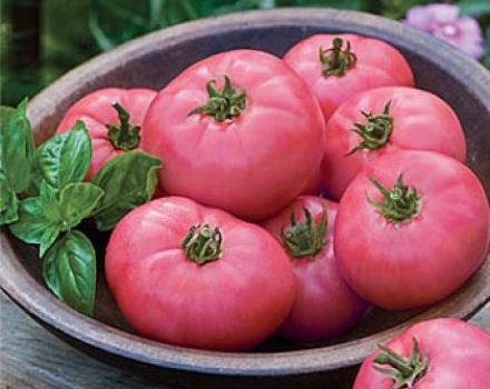 خصائص ووصف صنف الطماطم المعجزة الوردية ، محصولها