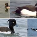 Tepeli bir ördeğin görünümü ve kara ördeğin beslediği şey, habitatları ve düşmanları