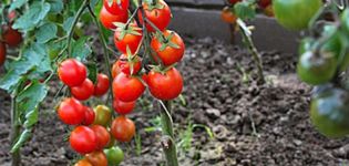 Description and characteristics of the sweet tooth tomato variety, its yield