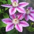 Description and characteristics of clematis varieties Nelly Moser, planting and care