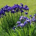 Descripció de varietats d’iris siberians, plantació i cura en camp obert