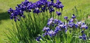 Description of varieties of Siberian iris, planting and care in the open field