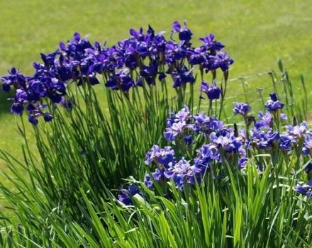 Beskrivning av sorter av sibirisk iris, plantering och skötsel i det öppna fältet