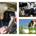 ¿Cuánta leche da una vaca en promedio por día y el número de días por año?