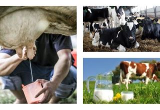 Πόσο γάλα δίνει μια αγελάδα κατά μέσο όρο ανά ημέρα και τον αριθμό ημερών ανά έτος