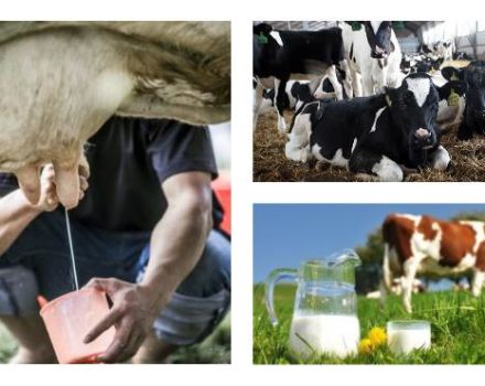 Trung bình một con bò cho bao nhiêu sữa mỗi ngày và số ngày trong năm