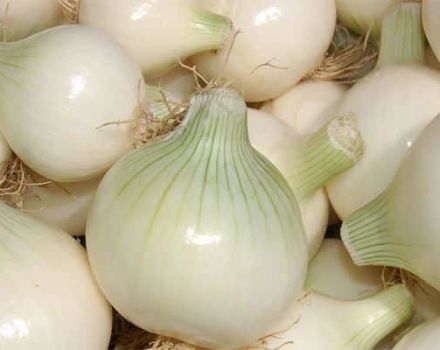 Los beneficios y daños de las cebollas blancas, variedades de variedades, reglas de almacenamiento y recolección.