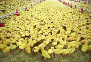 Uzgoj patki kao posao je profitabilan ili ne, isplativost uzgoja