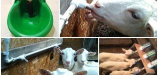 Typen en vereisten voor drinkers voor geiten, instructies om uw eigen handen te maken