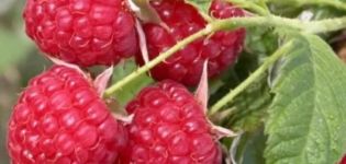 Ang pinakamahusay na mga varieties ng mga raspberry para sa paglaki sa rehiyon ng Moscow, pagtatanim ng teknolohiya sa agrikultura at pangangalaga