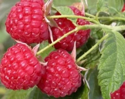 The best varieties of raspberries for growing in the Moscow region, planting agricultural technology and care