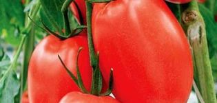 Dusya punaisen tomaattilajikkeen ominaisuudet ja kuvaus