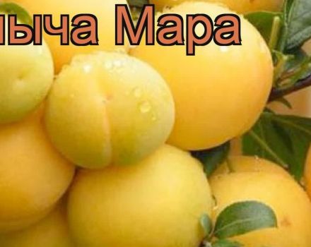 Descrierea soiului de prune cireșe Mara, polenizatori, plantarea și îngrijirea, recoltarea și depozitarea culturilor