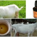 Cómo determinar el embarazo de una cabra en casa, signos y métodos.