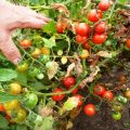 Beskrivelse af tomatsorten Prince Borghese, egenskaber ved dyrkning og udbytte