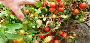 Kuvaus Prince Borghese -tomaattilajikkeesta, viljelyominaisuuksista ja sadosta