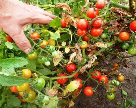 Beschreibung der Tomatensorte Prince Borghese, Anbau- und Ertragsmerkmale