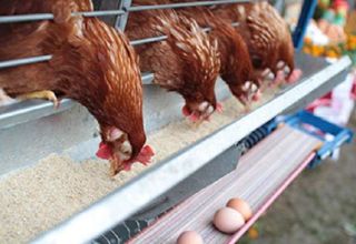 How much fishmeal to give to laying hens, the benefits and rules for using different types