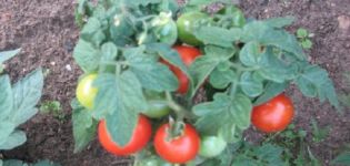 Description and characteristics of the tomato variety Plyushkin f1